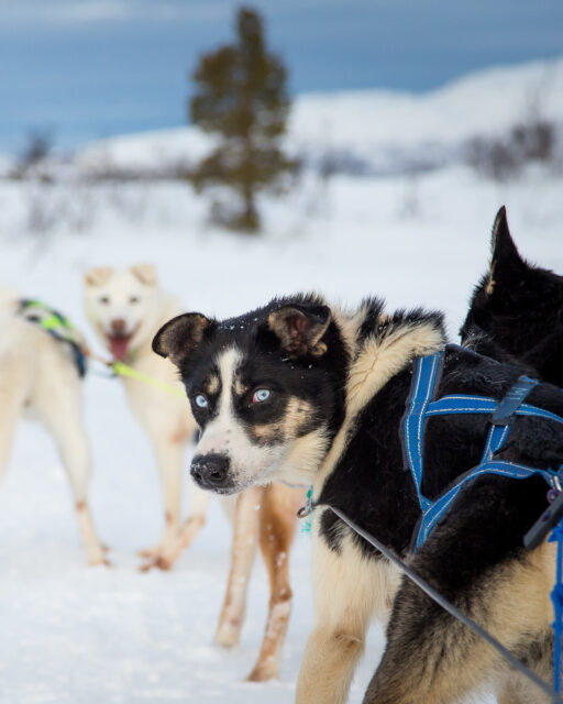Trail Breaker Kennel was founded in 1976, and the family-owned business is one of the longest operating kennels in Alaska. Travelers on Collette's small group Alaska’s Northern Lights tour will get a look into their operations and share a meal in the owner’s home.And don’t worry. You’ll have a chance to glide over the snow with a pack of sled dogs, too. 🐕View the Itinerary for Collette's Alaska's Northern Lights: https://bit.ly/3FQ2nDcCall me at (407) 569-7040 for more details about this incredible small group tour with Collette.#Time2BoardTravel #Time2Board